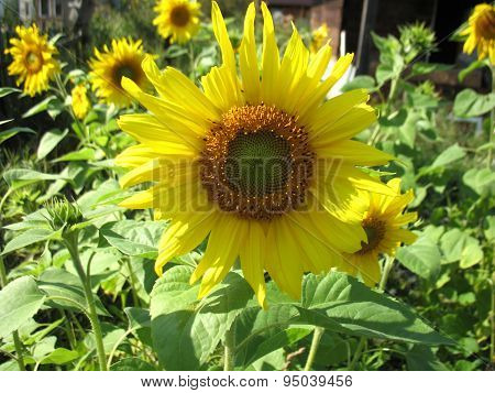 Sunflower