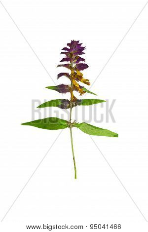 Pressed And Dried Flower  Melampyrum Nemorosum..