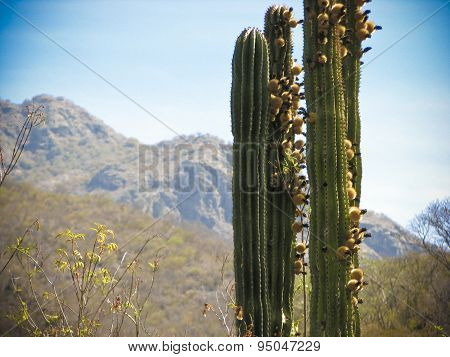 Cactus in the desert
