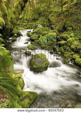 Mossy stream