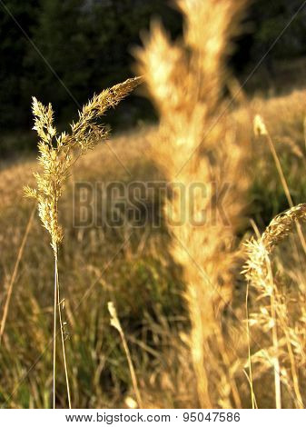 Yellow prairie grasses