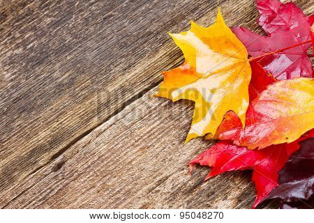 Fall leaves