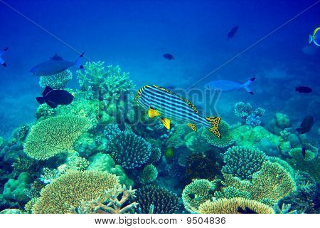 Oceano Indiano. Pesci coralli. Maldive
