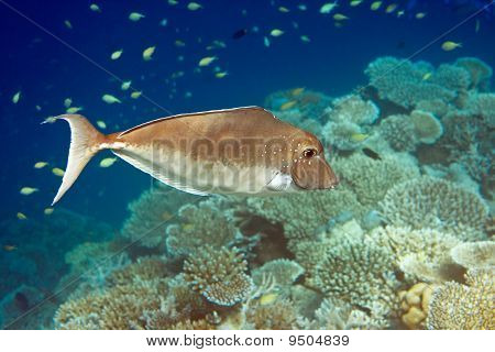 Oceano Indiano.Pesci coralli. Maldive