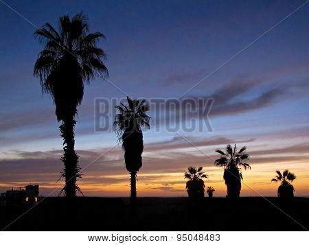 Palm trees in silhouette