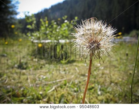 Dandelion in a pasture