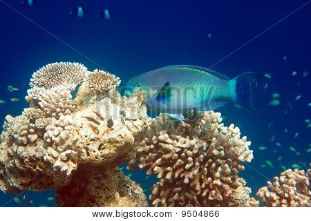 Oceano Indiano.
