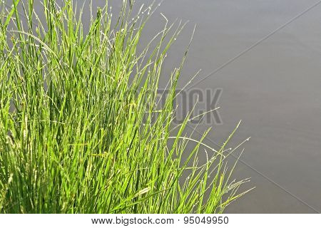 Tall spindly green blades of grass with tiny dew drops after a rain