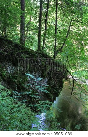 Mossy rock in forest