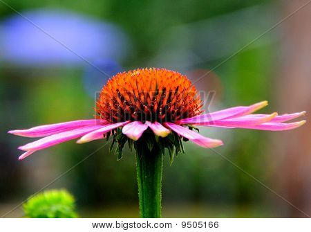 flor colorida