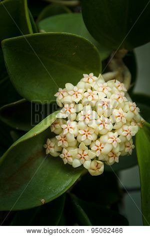 Hoya Flowers.