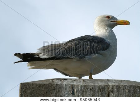 Silvery Seagull - Larus Argentatus