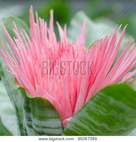 Bromeliad (aechmea Fasciata)