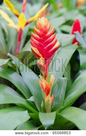Colorful Bromeliad Flower