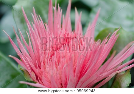 Bromeliad (aechmea Fasciata)