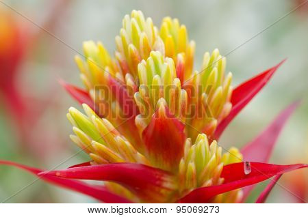 Colorful Bromeliad Flower