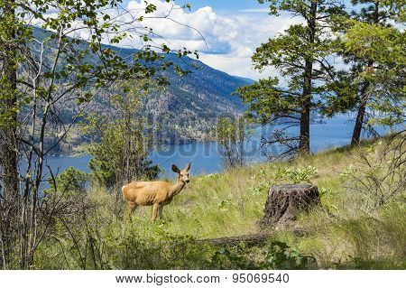 Mule Deer - Okanagan Lake