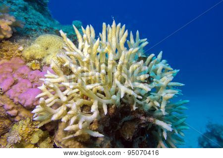 Birdsnest Coral At The Bottom Of Tropical Sea, Underwater
