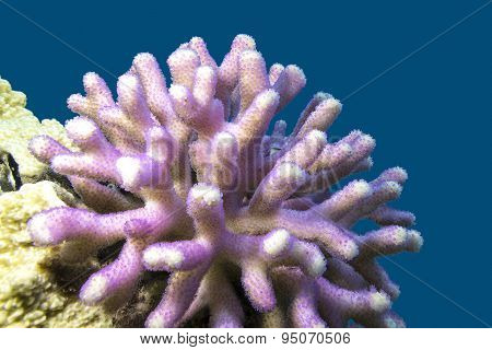 Coral Reef With Pink Finger Coral In Tropical Sea, Underwater