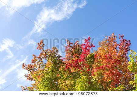 Autumn maple and sky