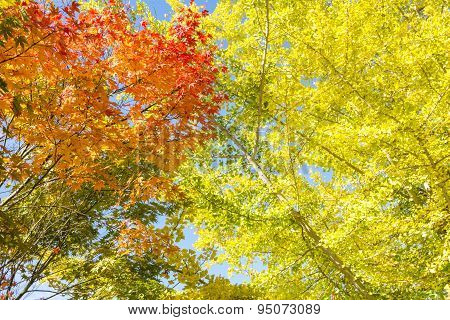 Maple and ginkgo leaves