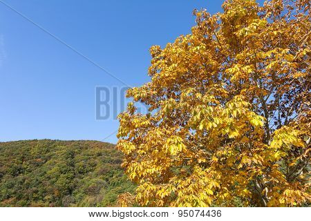 Horse chestnut tree