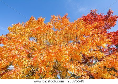 Autumn maple tree