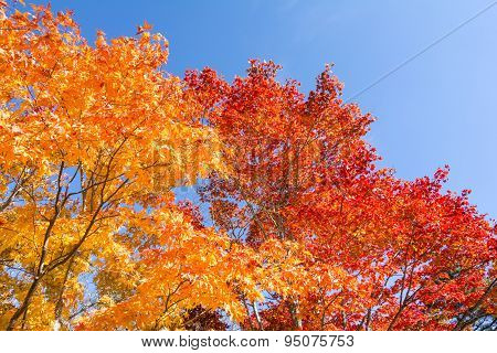 Autumn maple tree