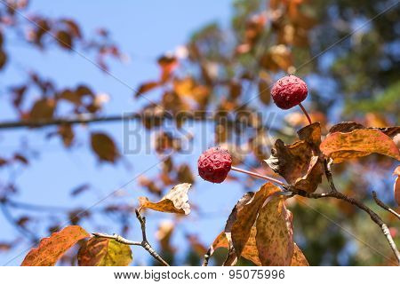 Kousa dogwood fruit