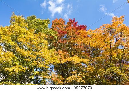 Colorful maple leaves