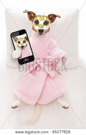 Dog Spa Wellness