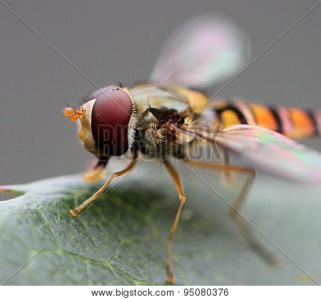 Marmalade Hoverfly