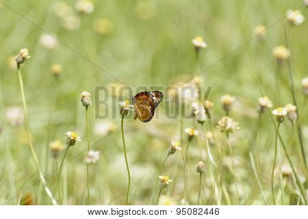 Butterfly and poaceae