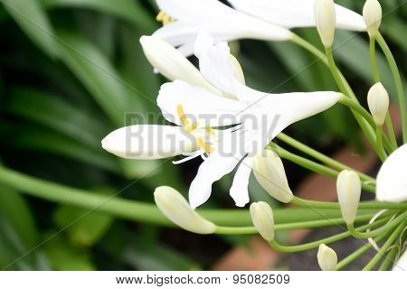 Agapanthus Flowers