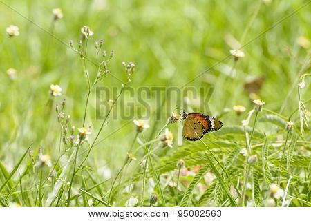 Butterfly and poaceae