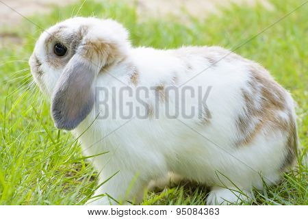 Rabbit