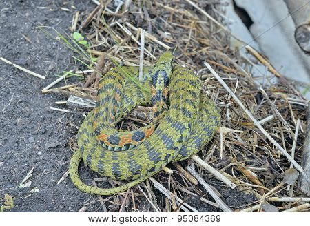 Snake (rhabdophis Tigrina)