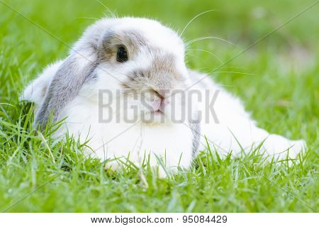 Rabbit