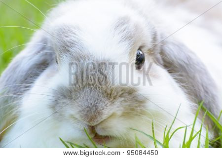 Rabbit