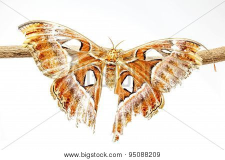 Attacus Atlas