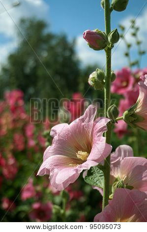 Pink Holly Hock (Malva)