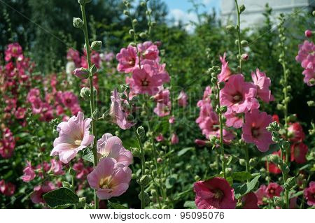 Pink Holly Hock (Malva)