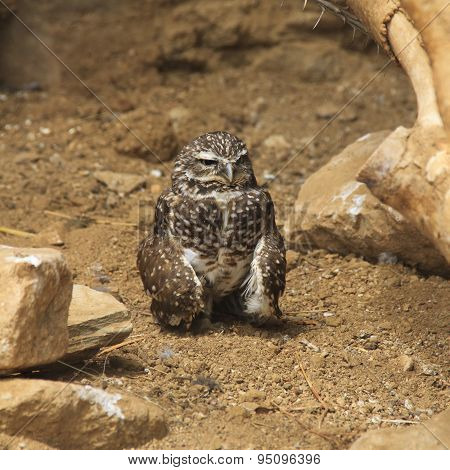 Burrowing Owl On The Ground