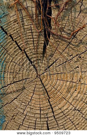 Tree Rings