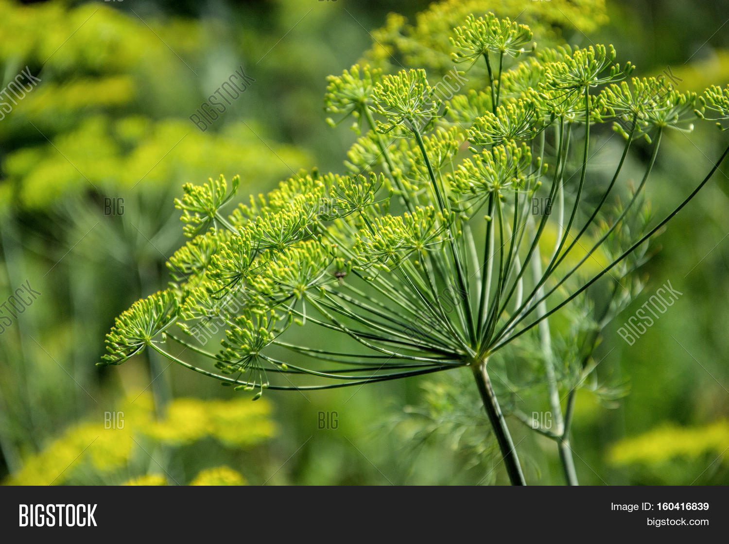 Flowering Dill Herbs Image & Photo (Free Trial) Bigstock