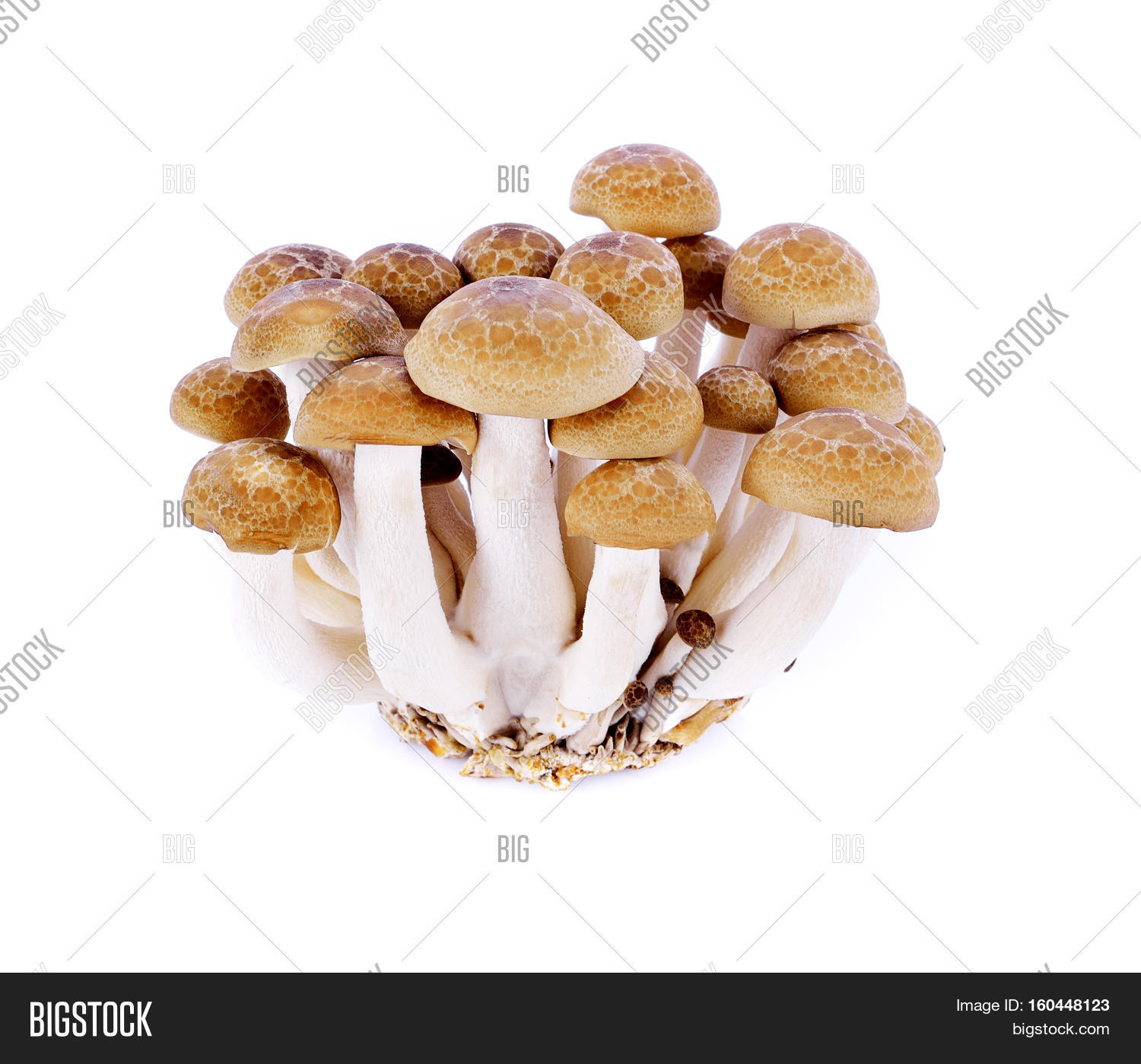 Shimeji Mushroomlike Image & Photo (Free Trial) Bigstock