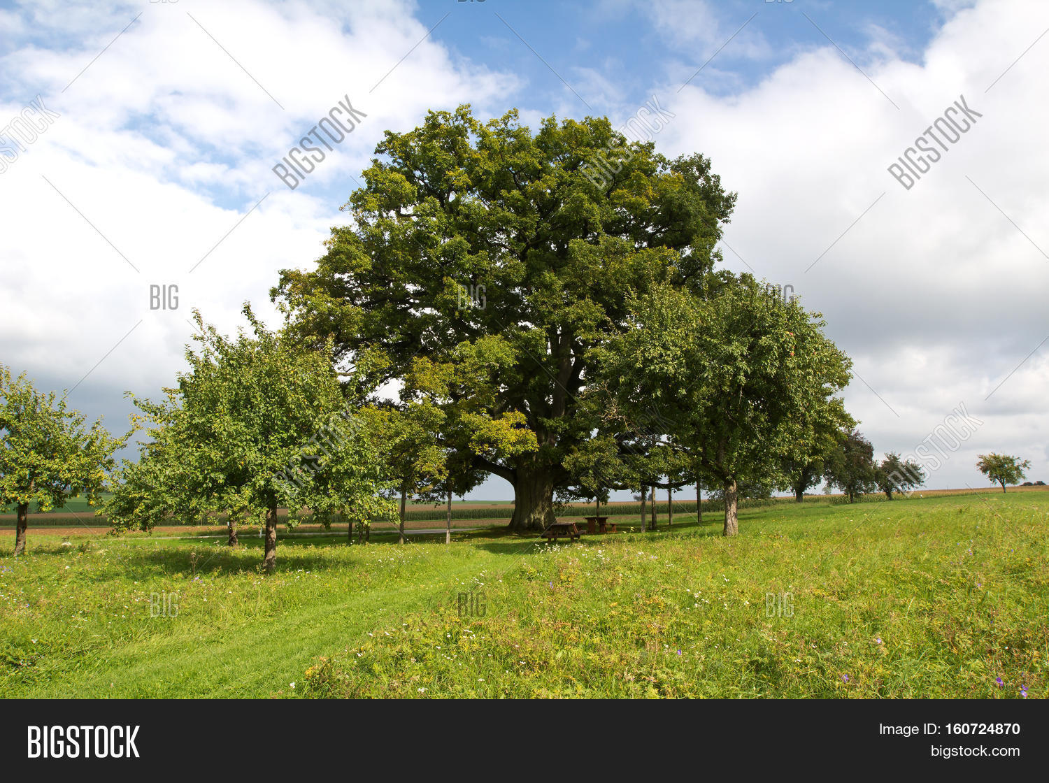 Centennial Oak / Huge Image & Photo (Free Trial) | Bigstock