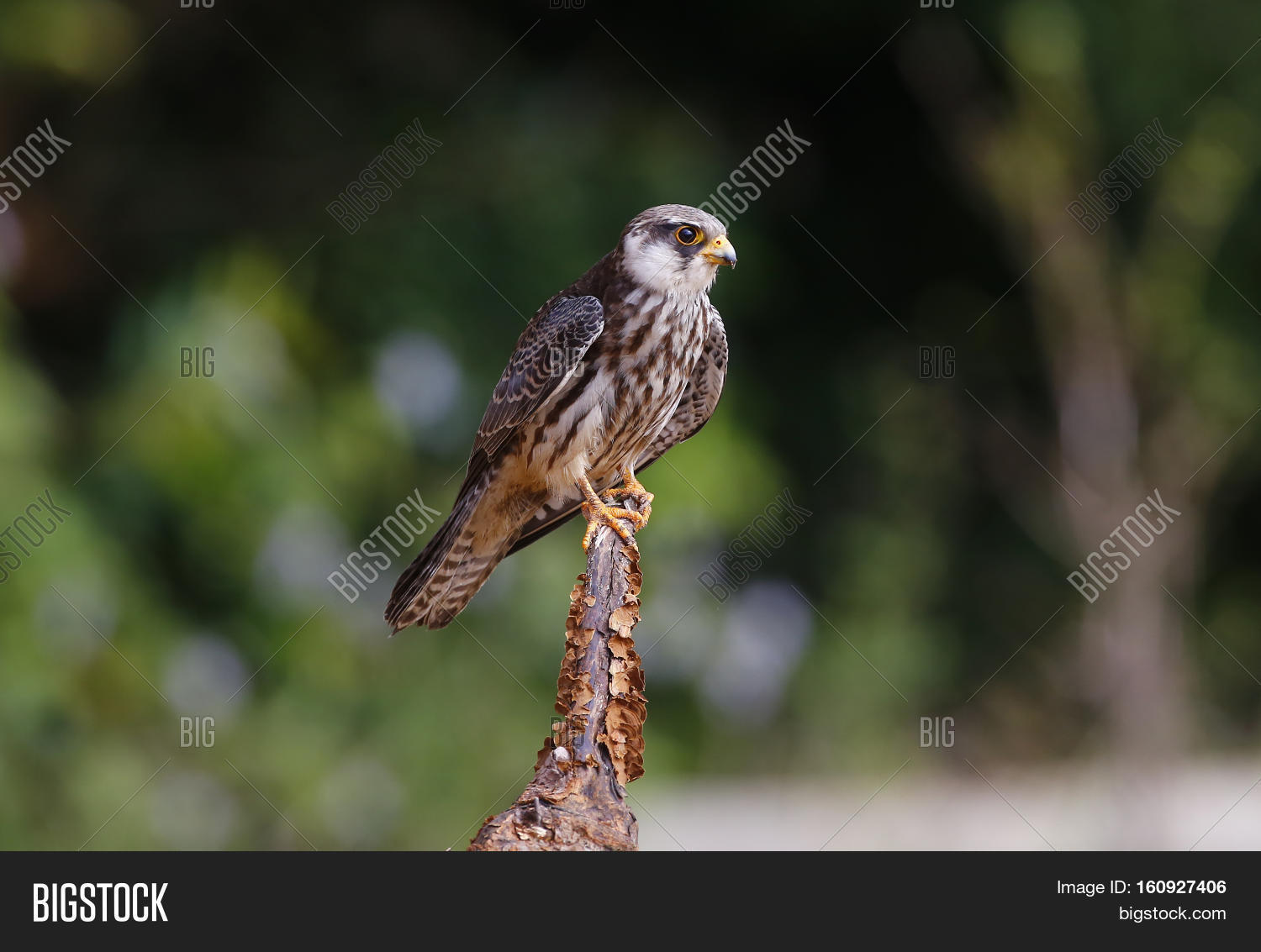 Female Amur Falcon ( Image & Photo (Free Trial) Bigstock