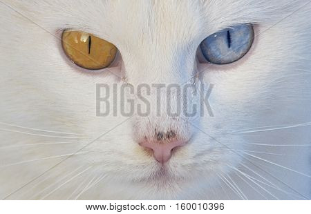 cat with beautiful blue and yellow eyes