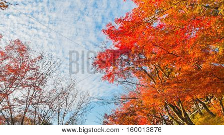 Autumn leaves in Japan (Kyoto). Autumn color spots in Kyoto.